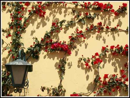 Positano - flowers, street, bougainvillea, red, lamp, wall, positano