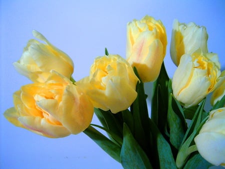 Sunny tulips - tulips, blue, green leaves, sky, yellow and white