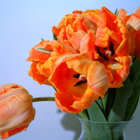 Orange tulips