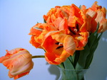 Orange tulips