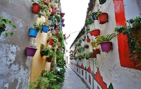 flower pots - street, flowers, pots, wall