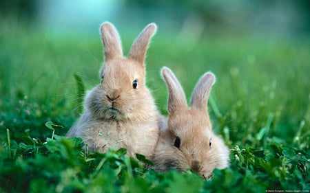 please MIMIBUNNY except these bunnies