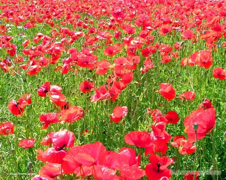 Poppyflower - poppy, summer, red, summergras