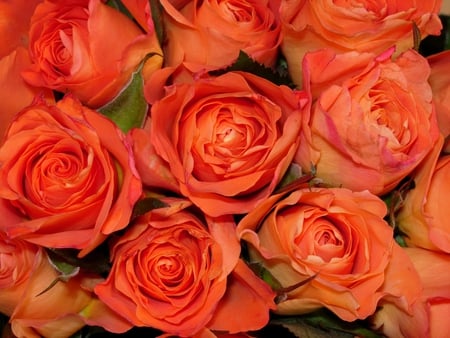 Roses - magnificent, orange, bouquet, flowers