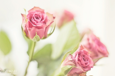 pink roses for my friends - roses, pink, bouquet, friends, still life