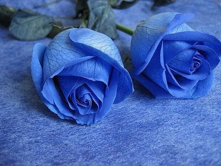 BLUE on blue - roses, flowers, blue mat, blue