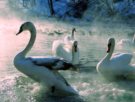 Swans In The Mist - trees, swans, water, fog, mist, waves