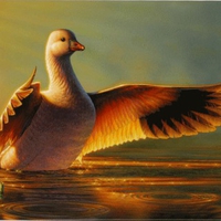 Wing Wave