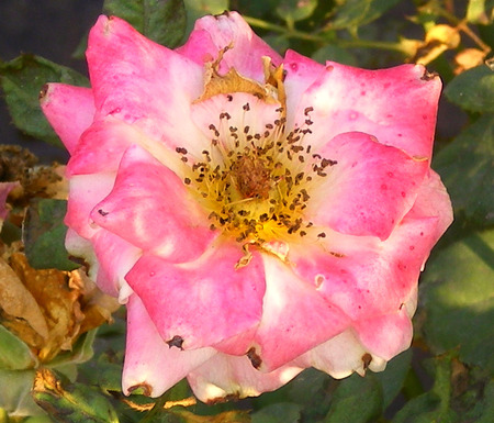 Rose - flowers, rose, nature, pink