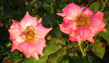 Roses - nature, flowers, roses, pink