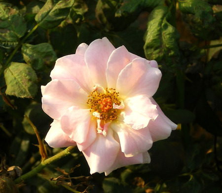 Rose - beautifil, flowers, rose, nature