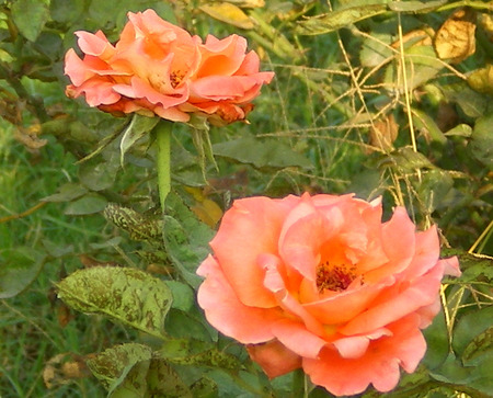 Roses - roses, flowers, orange, nature