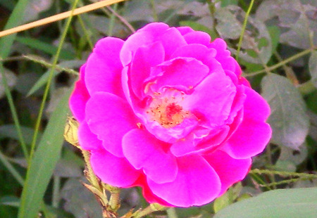 Pink rose