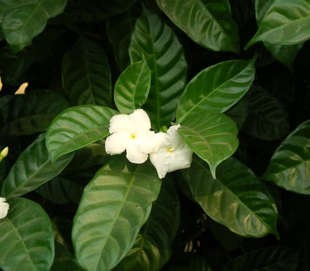 Flowers - white, nature, flowers, beautiful