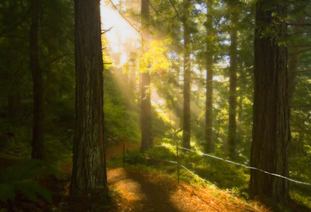 Sunrise in the forest - sky, landscape, forests, trees, sun, image, path, nature, bachground, brown, beautiful, green, colors, sunrise