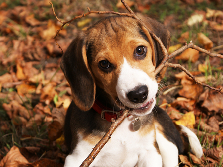 Playful beagle - autumn, animals, pets, beagle, fall, pet dog, dog, dogs, cute, wildlife, puppy, adorable, funny, pet, wallpaper, nature, hd, playful, beagle pup, leaves, animal, sweet, stick, puppies