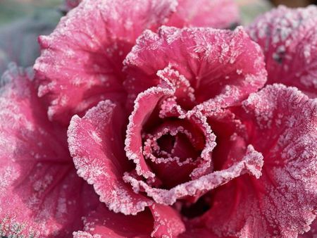 Frozen in Time - pink, red, petals, delicate, winter, frozen, rose, flower