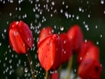 TULIPS IN RAIN