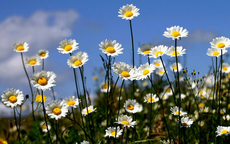 Daysies - daysies, nature, sky, flowers