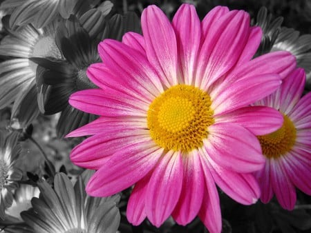 Pink flower - flowers, grey, nature, pink