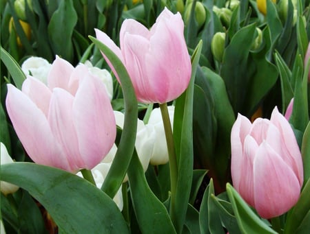 Pink tulips - nature, tulips, flowers, pink