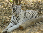 White tiger