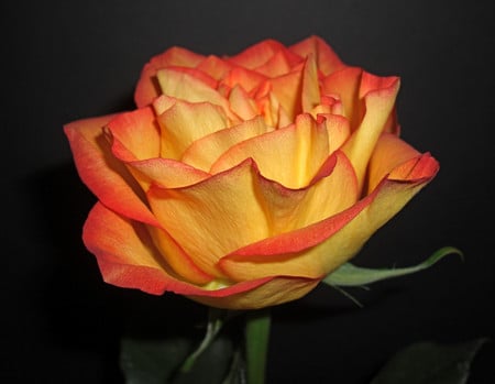 Rose - nature, orange, flowers, roses