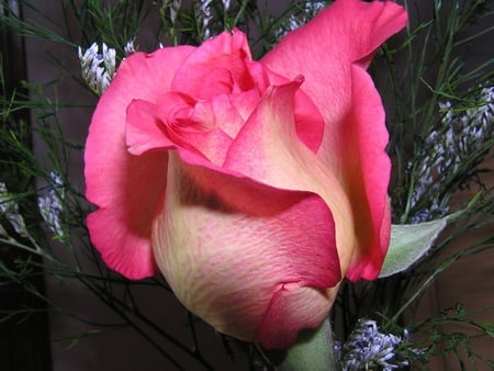 Pink Rose - nature, flowers, roses, pink