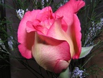 Pink Rose