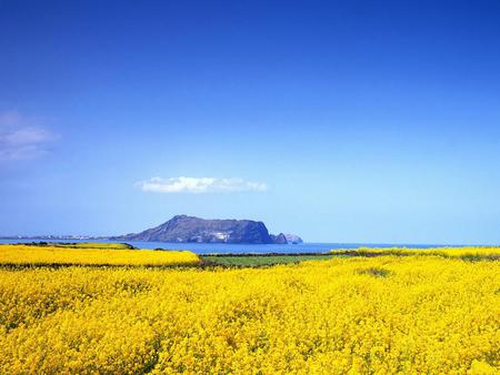 The-yellow-field-and-blue-sky - fields, nature, sky, landscape, yellow, clouds, blue