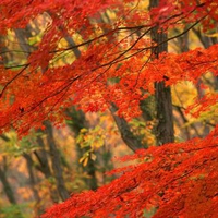 Autumn in Japan