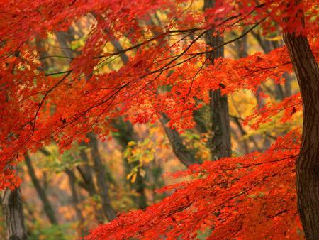 Autumn in Japan - leafs, trees, nature, autumn, red