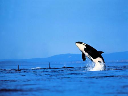 Killer-Whale-Orca - sky, whale, orca, water, killer, blue, big, fish, animal, jump, sea