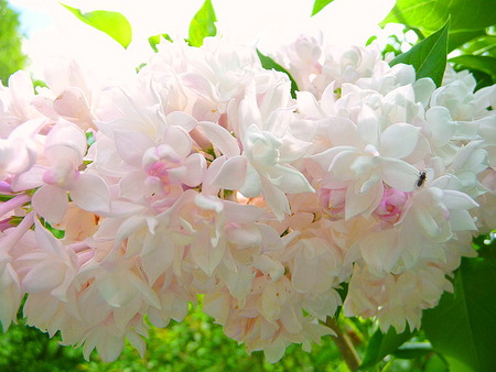 Blossoms beautiful - blossoms, sunlight, spring, white and pink, branch