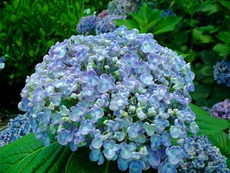 Hydrangea blue - flowers, bush, blue, grass, hydrangea