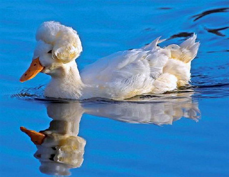 Primped - duck, white, water, blue, primped feathers, swim