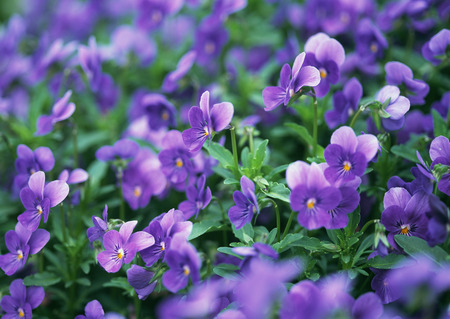  Pansy Field - flowers, nature, pansy, violet, field