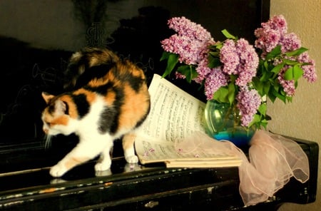 Calico Melody - sheet music, cat, kitty, scarf, vase, lilacs, piano, pink scarf, calico cat, flowers