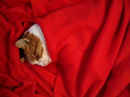 In Dreamland - sleeping, cat, red, cute, head ginger, blanket