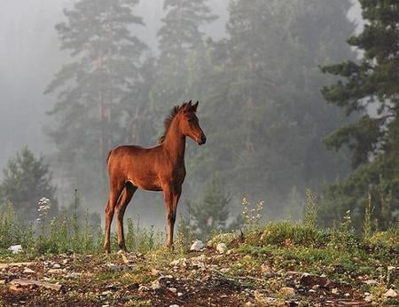 Standing Tall and Proud - brown, trees, beautiful, cute, foal, mist