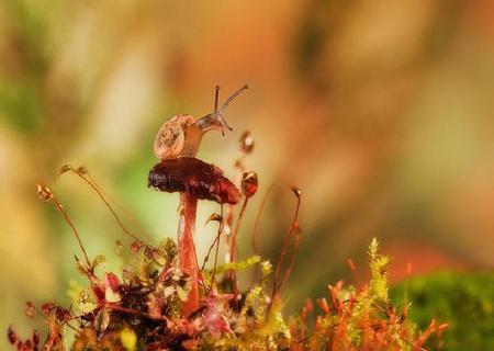 On the Lookout - mushroom, snail, toadstool, shell, moss, funny, cute