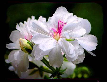 Delightful - flowers, white, black background, bud, green leaves, pink