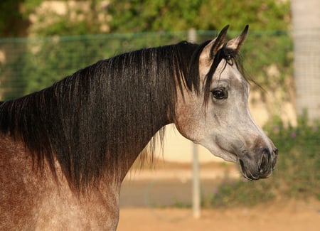 Arabian Horse - i luv horses, arabian horses, nature, horses, grey arabian horses, black stallions, animals