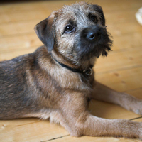 Cute Border Terrier