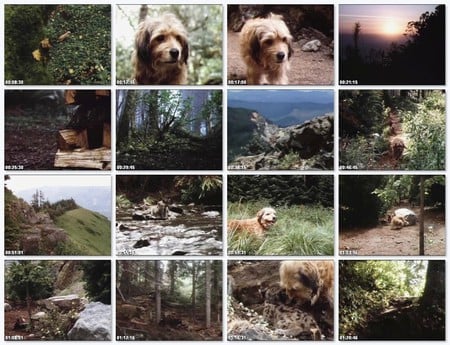 Benji Collage - terriers, cool, benji, dog collage, nature, animal collage, cute animals, benji the dog, animals