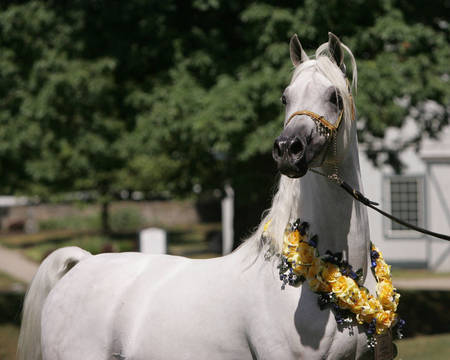 Arabian - arabian horses, animals, i luv horses, white horses