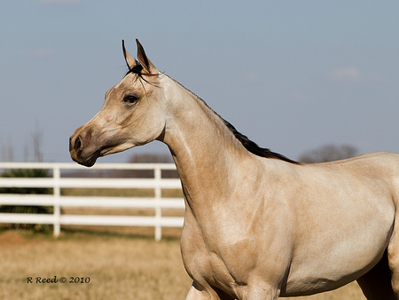 Grey Arabian - black stallions, animals, i luv horses, ponies, arabian horses