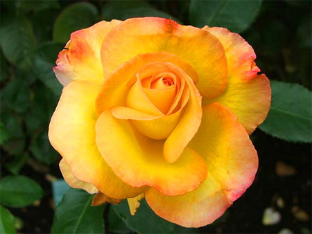 Golden rose for golden friends - black background, rose, gold, flower, leaves