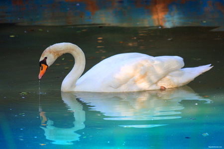 Aqua reflections - aqua water, graceful, swimming, swan, beauty, reflection