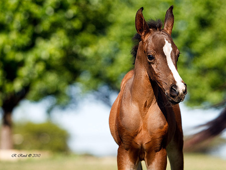 Baby Arabian - horses, filly, foal, arabian horse, brown horse